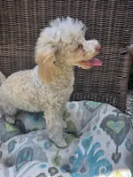 Tiny Tim toy size green eyes, a male Poodle - Toy  and Miniature Aussiedoodle for sale in Russellville, KY – 6 of 10
