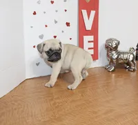 Pugarooney, a male Pug for sale in Russellville, KY – 5 of 6
