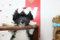 Pip, a female Maltipoo and Maltese for sale in Russellville, KY – 2 of 6