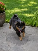 Willie, a male Pomeranian for sale in Russellville, KY – 8 of 10