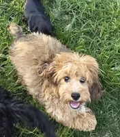 Puppers, a male Cockapoo and Poodle - Toy  for sale in Russellville, KY – 5 of 5