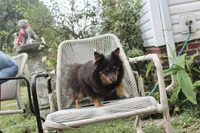 Willie Blue Pomeranian , a male Pomeranian for sale in Russellville, KY – 5 of 6