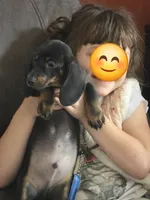 Oscar Myer, a male Miniature Dachshund for sale in Russellville, KY – 7 of 8