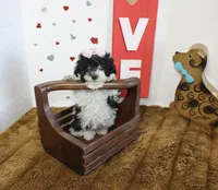 Feebee Toy size 4.5 lbs full , a female Yorkipoo and Poodle - Toy  for sale in Russellville, KY – 5 of 5