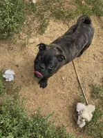 Tank, a male Boston Terrier and Bugg for sale in Russellville, KY – 7 of 10