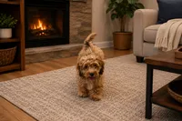Peter Pan, a male Cockapoo and Poodle - Toy  for sale in Russellville, KY – 2 of 2