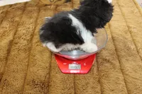 Pip, a female Maltipoo and Maltese for sale in Russellville, KY – 6 of 6