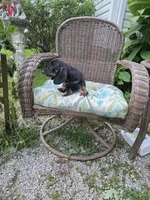 Doug, a male Miniature Dachshund for sale in Russellville, KY – 2 of 9