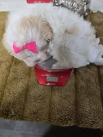 Queenie, a female Shihpoo and Shih Tzu for sale in Russellville, KY – 5 of 5