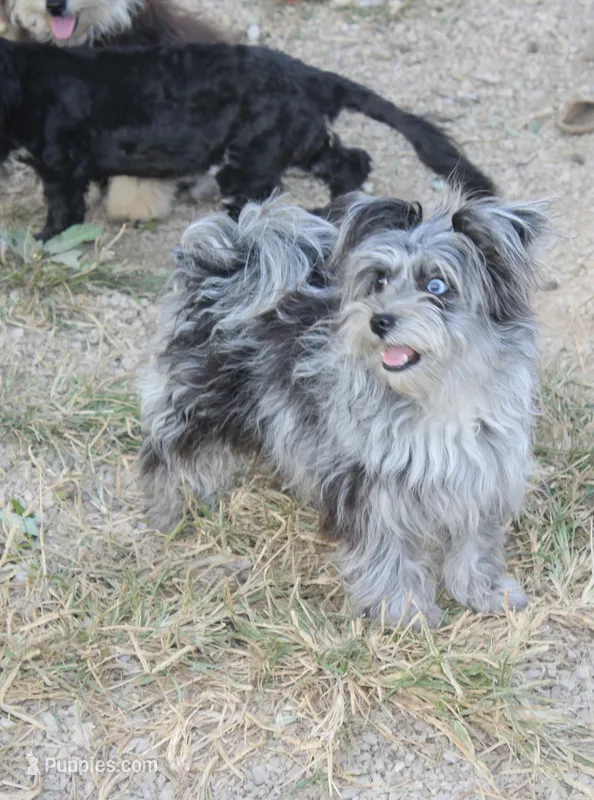Beebee ,(blue eye) – Pomeranian, Poodle - Toy  puppy for sale in Russellville, KY