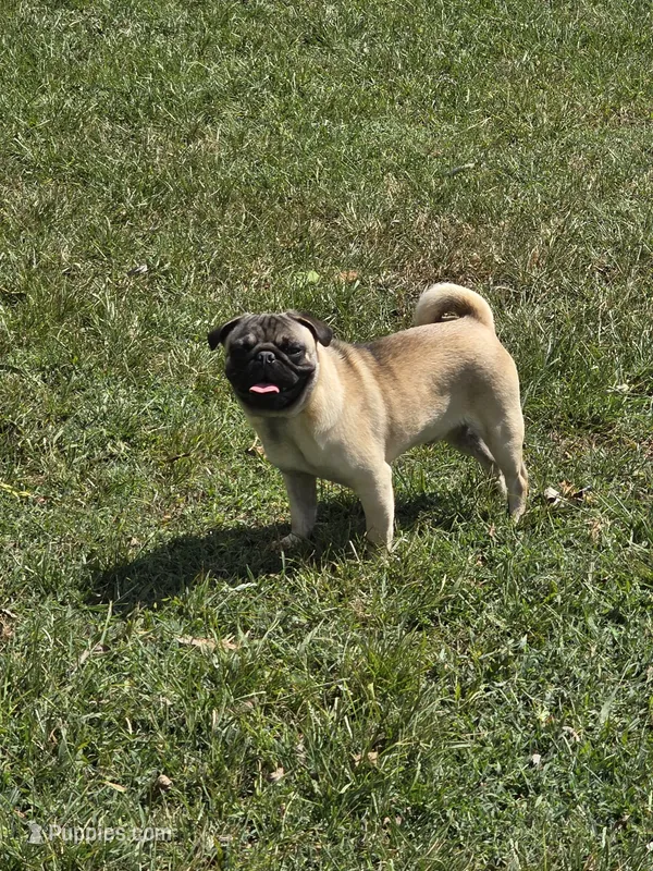Goose "purebred" – Pug puppy for sale in Russellville, KY