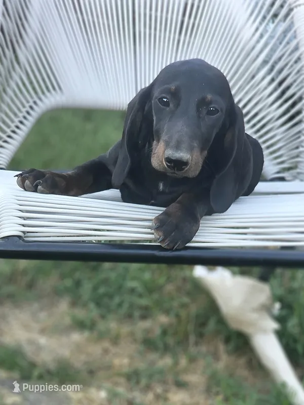 Biggie Smalls – Miniature Dachshund puppy for sale in Russellville, KY