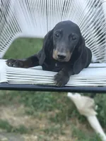 Biggie Smalls, a male Miniature Dachshund for sale in Russellville, KY – 1 of 5