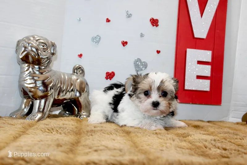 Honey – Yorkshire Terrier, Morkie puppy for sale in Russellville, KY
