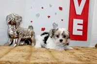 Honey, a female Yorkshire Terrier and Morkie for sale in Russellville, KY – 1 of 5