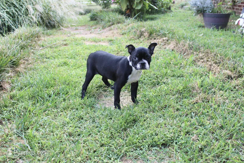 Bossy (brindle) – Boston Terrier puppy for sale in Russellville, KY