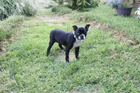 Bossy, a female Boston Terrier for sale in Russellville, KY – 6 of 8