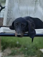 Biggie Smalls, a male Miniature Dachshund for sale in Russellville, KY – 5 of 5