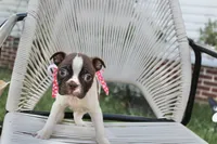 Speckles, a female Boston Terrier for sale in Russellville, KY – 5 of 6