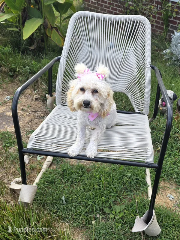 Princess fluff – Cockapoo, Poodle - Toy  puppy for sale in Russellville, KY