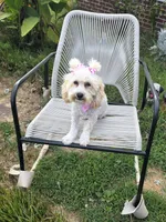 Princess fluff, a female Cockapoo and Cocker Spaniel for sale in Russellville, KY – 3 of 9
