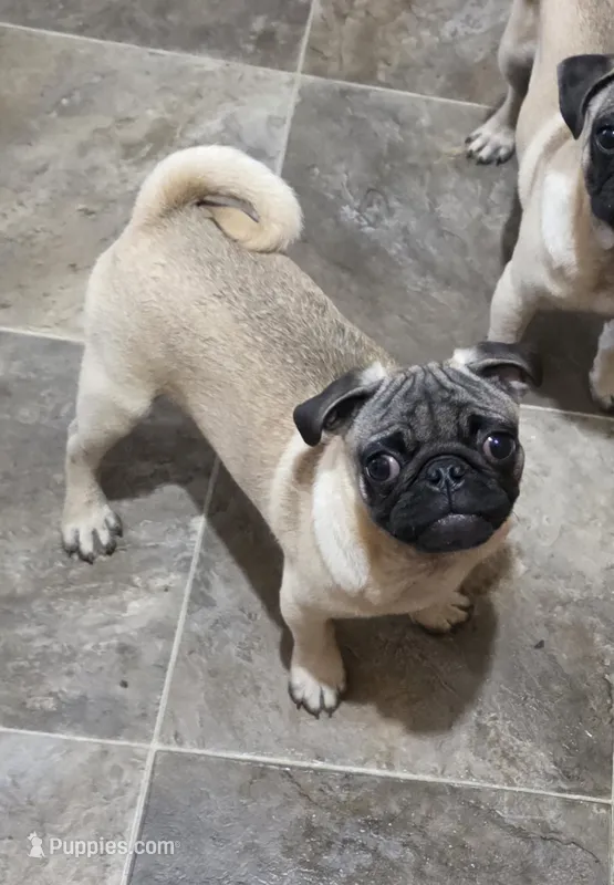 Pauley – Pug puppy for sale in Russellville, KY
