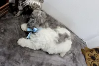 Conner, a male Maltipoo and Maltese for sale in Russellville, KY – Photo 4 of 7