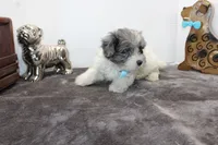 Conner, a male Maltipoo and Maltese for sale in Russellville, KY – Photo 7 of 7