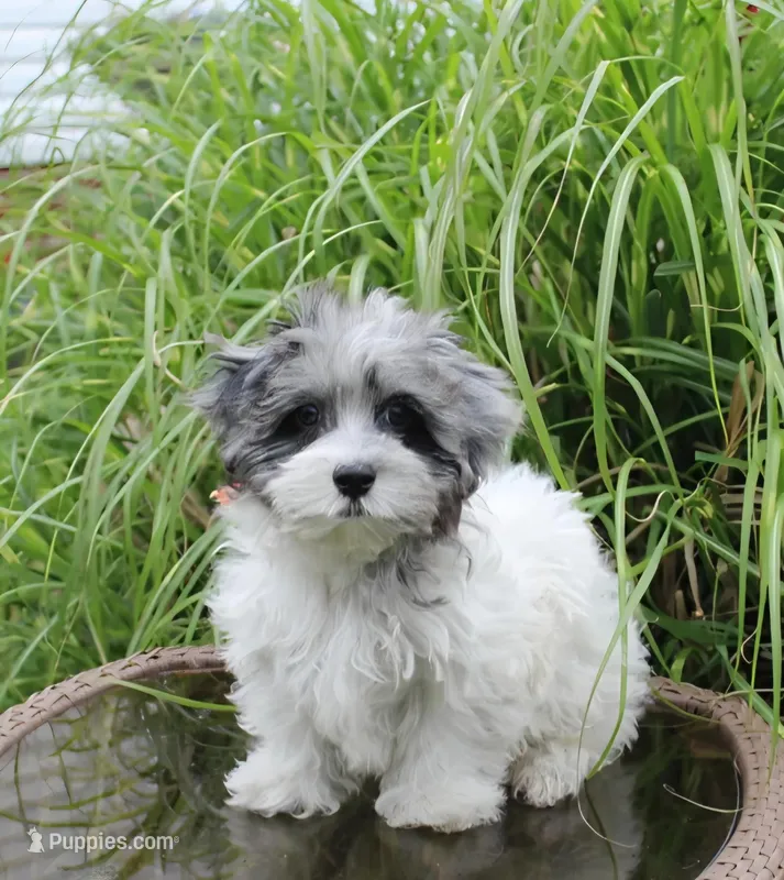 Conner – Maltipoo, Maltese puppy for sale in Russellville, KY