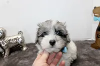 Conner, a male Maltipoo and Maltese for sale in Russellville, KY – Photo 5 of 7