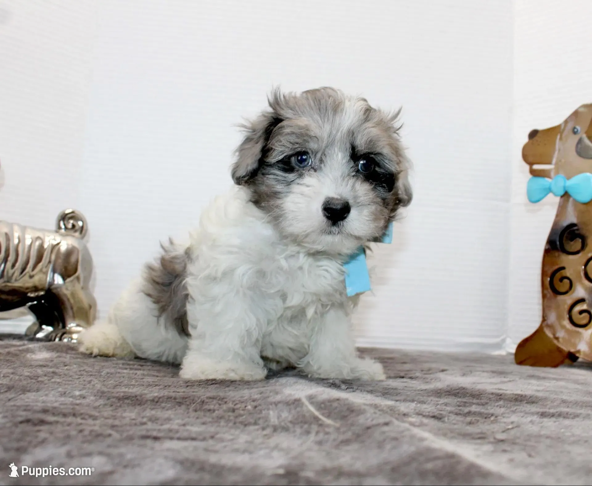 Conner – Maltipoo, Maltese puppy for sale in Russellville, KY
