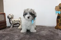Conner, a male Maltipoo and Maltese for sale in Russellville, KY – Photo 6 of 7