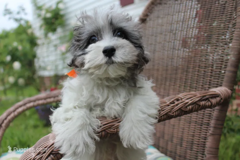 Conner – Maltipoo, Maltese puppy for sale in Russellville, KY