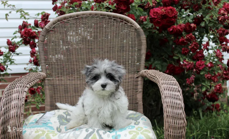 Conner – Maltipoo, Maltese puppy for sale in Russellville, KY