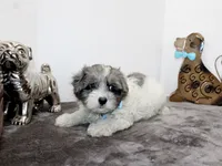 Conner, a male Maltipoo and Maltese for sale in Russellville, KY – Photo 3 of 7