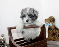 Conner, a male Maltipoo and Maltese for sale in Russellville, KY – Photo 2 of 7