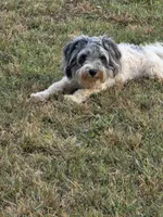 Buddy (blue Merle parti), a male Maltipoo and Maltese for sale in Russellville, KY – 9 of 10