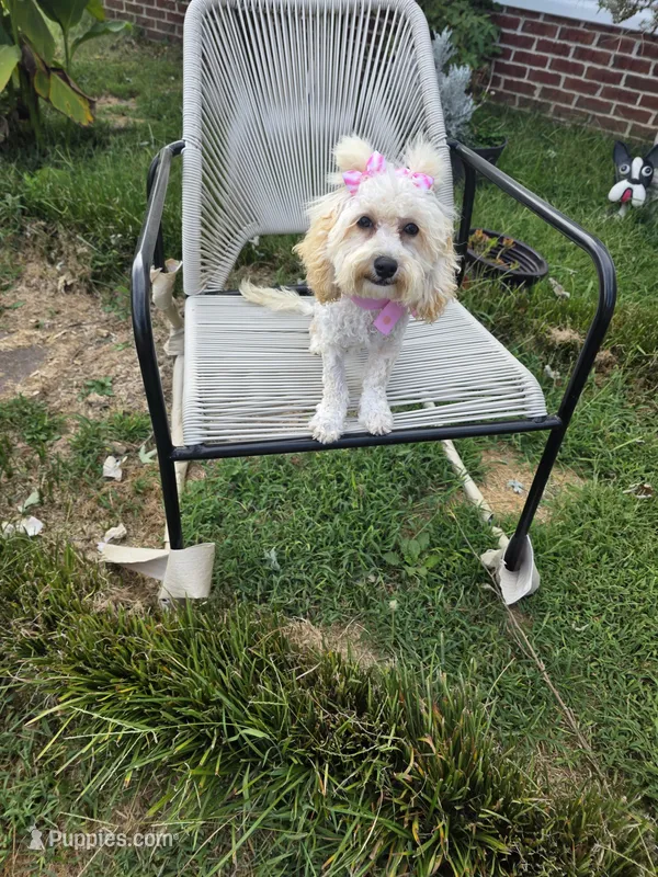 Princess fluff – Cockapoo, Poodle - Toy  puppy for sale in Russellville, KY
