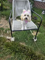 Princess fluff, a female Cockapoo and Cocker Spaniel for sale in Russellville, KY – 4 of 9
