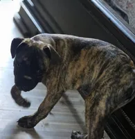 Biggie, a male Boston Terrier and Pug for sale in Russellville, KY – 2 of 3