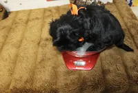 Onyx, a male Shihpoo and Shih Tzu for sale in Russellville, KY – 6 of 7