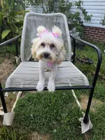 Princess fluff, a female Cockapoo and Cocker Spaniel for sale in Russellville, KY – 6 of 9