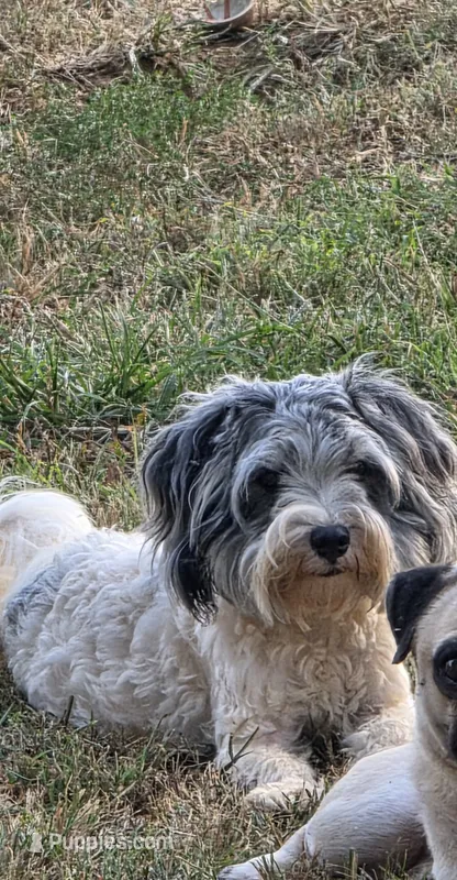 Buddy (blue Merle parti) – Maltipoo, Maltese puppy for sale in Russellville, KY