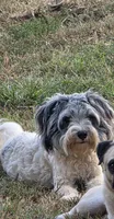 Buddy (blue Merle parti), a male Maltipoo and Maltese for sale in Russellville, KY – 2 of 10