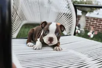 Spud, a male Boston Terrier for sale in Russellville, KY – 3 of 8