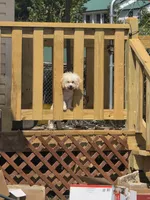 Princess fluff, a female Cockapoo and Cocker Spaniel for sale in Russellville, KY – 8 of 9