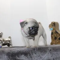 Buttercup, a female Pug for sale in Russellville, KY – Photo 3 of 8