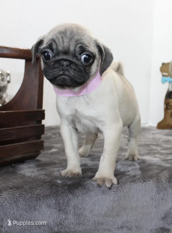 Buttercup – Pug puppy for sale in Russellville, KY