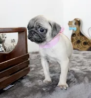 Buttercup, a female Pug for sale in Russellville, KY – Photo 4 of 8