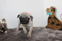 Buttercup, a female Pug for sale in Russellville, KY – Photo 8 of 8